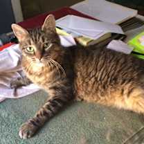 Thumbnail photo of Callie LAP CAT #1