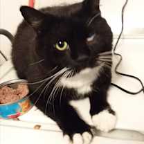 Thumbnail photo of Teddy #1