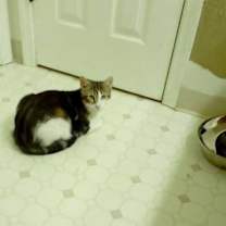 Thumbnail photo of Niko #3