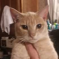 Thumbnail photo of Trissy #1
