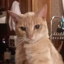 Thumbnail photo of Trissy #2