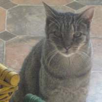 Thumbnail photo of Tigger #1