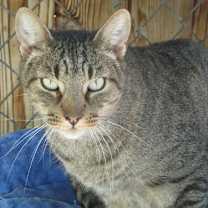 Thumbnail photo of Tigger #2