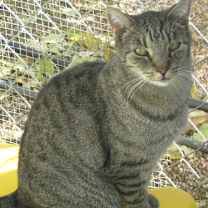 Thumbnail photo of Tigger #3