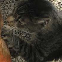 Thumbnail photo of Tigger #4