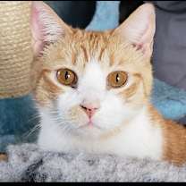 Thumbnail photo of Theodore #1