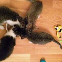 adopt-pet