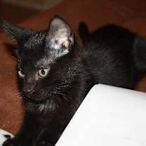 Thumbnail photo of Merlot #1