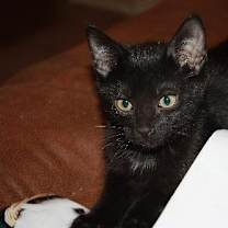 Thumbnail photo of Merlot #2