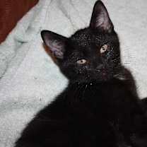 Thumbnail photo of Merlot #3
