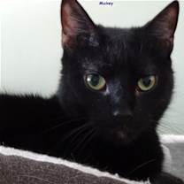 Thumbnail photo of Mickey #1