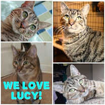 Thumbnail photo of Lucy #3