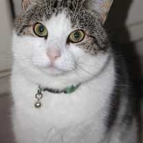 Thumbnail photo of Buddy/ Dog alike CAT #3