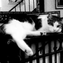 Thumbnail photo of Buddy/ Dog alike CAT #1