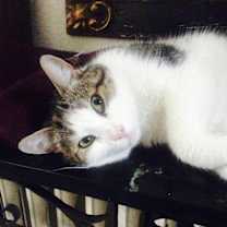 Thumbnail photo of Buddy/ Dog alike CAT #2