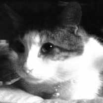 Thumbnail photo of Buddy/ Dog alike CAT #4