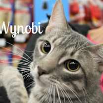 Thumbnail photo of Wynobi #1