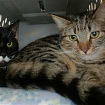 Thumbnail photo of Brownie #3