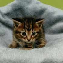 Thumbnail photo of Posey #4