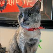 Thumbnail photo of LuLu #1