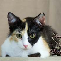 Thumbnail photo of Trisket #3