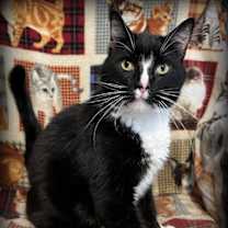 Thumbnail photo of Bennie #2