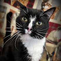 Thumbnail photo of Bennie #3