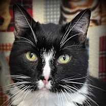 Thumbnail photo of Bennie #4