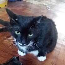Thumbnail photo of Charlie-  Back leg Amputee #2