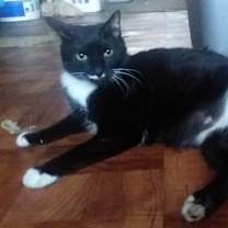 Thumbnail photo of Charlie-  Back leg Amputee #3