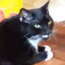Thumbnail photo of Charlie-  Back leg Amputee #4