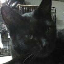 Thumbnail photo of Sterling #1