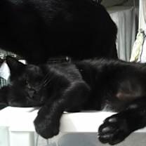 Thumbnail photo of Sterling #2