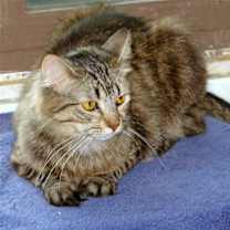 Thumbnail photo of Athena #3