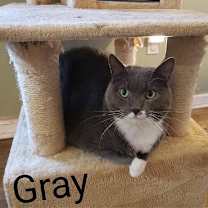 Thumbnail photo of Gray #1