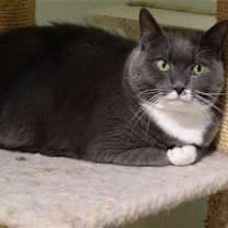 Thumbnail photo of Gray #2