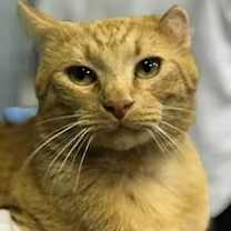 Thumbnail photo of Vincent #1