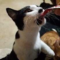 Thumbnail photo of Panna-Courtesy Post! #3