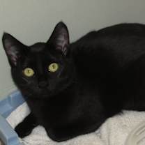 Thumbnail photo of Onyx #2