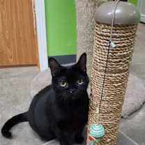 Thumbnail photo of Rotini #3