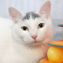 Thumbnail photo of Wings #3