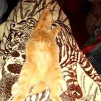 Thumbnail photo of Freddy #3