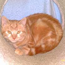 Thumbnail photo of McCovey #1