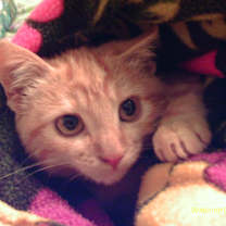 Thumbnail photo of McCovey #2