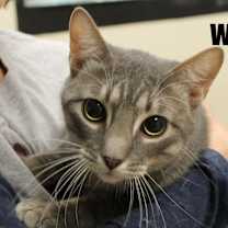 Thumbnail photo of Wynobi #2