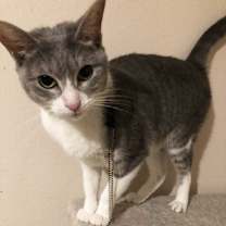 Thumbnail photo of Donetella #2