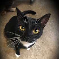 Thumbnail photo of Independence #1