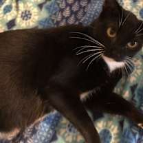 Thumbnail photo of Independence #2