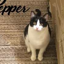 Thumbnail photo of Pepper #1