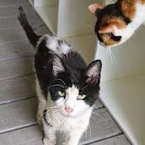 Thumbnail photo of Oreo #2